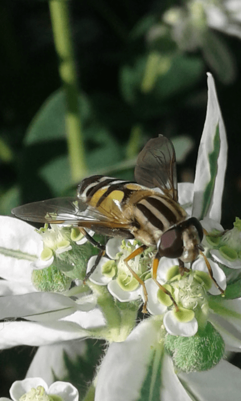 Syrphidae : Helophilus trivittatus? S